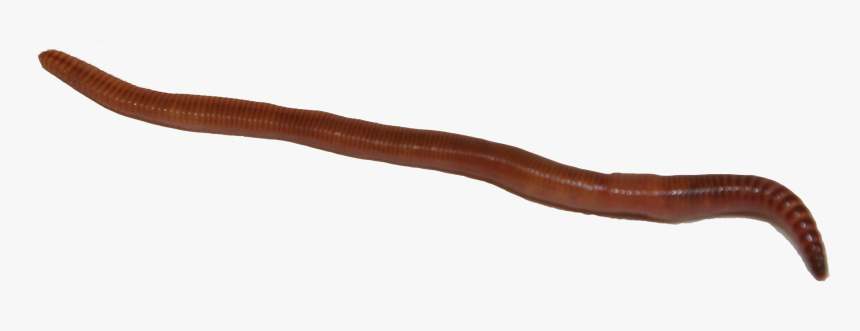 Earthworm Png Image With Banner Royalty Free - Earthworm, Transparent Png, Free Download