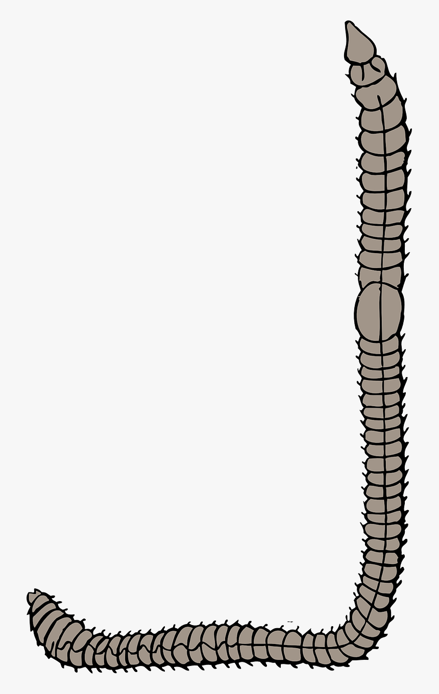 Worm Clip Art, HD Png Download, Free Download