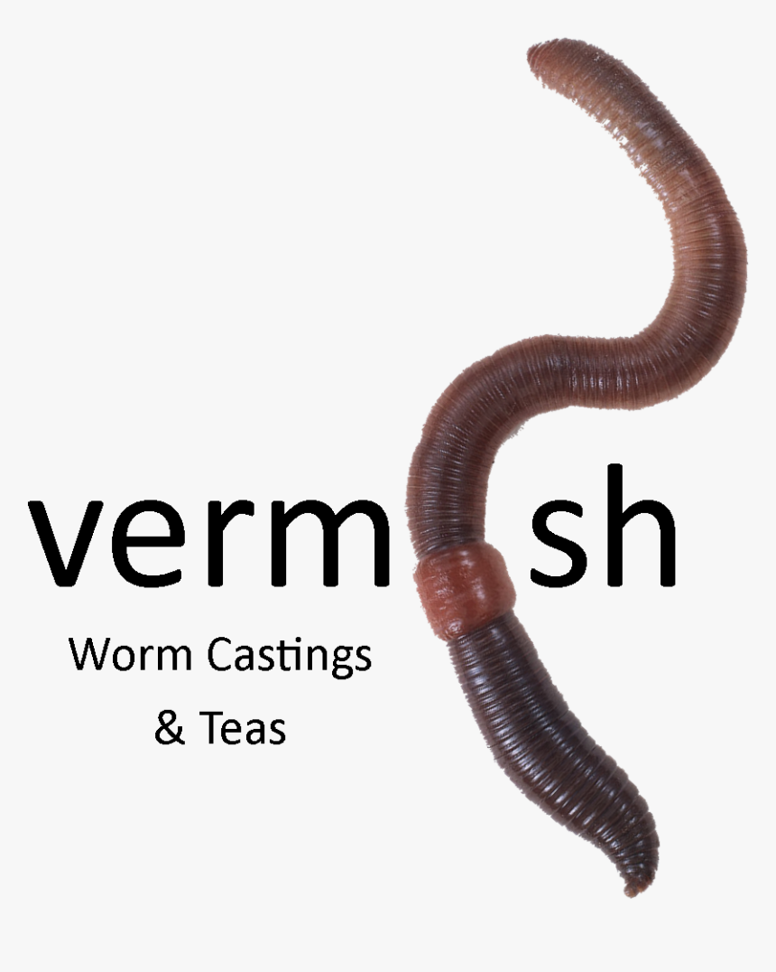 Earthworm, HD Png Download, Free Download