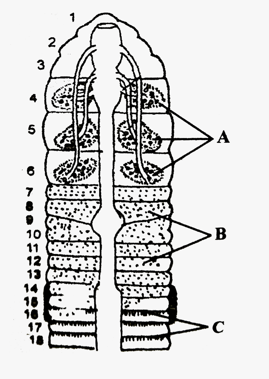 Pharyngeal Nephridia Of Earthworm, HD Png Download, Free Download