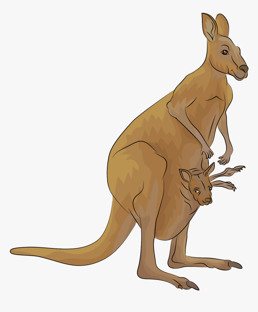 Kangaroo, HD Png Download, Free Download