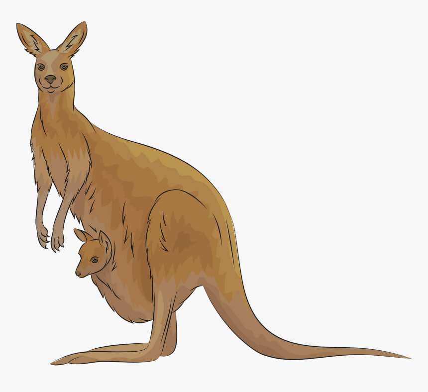 Kangaroo, HD Png Download, Free Download