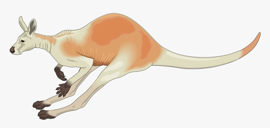 Jumping Kangaroo Clipart, HD Png Download, Free Download