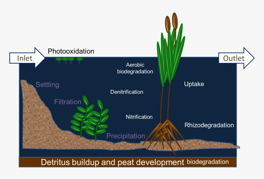 Diagram Of Detritus Buildup And Peat Develoment Biodegradation - Diagram Of A Wetland, HD Png Download, Free Download