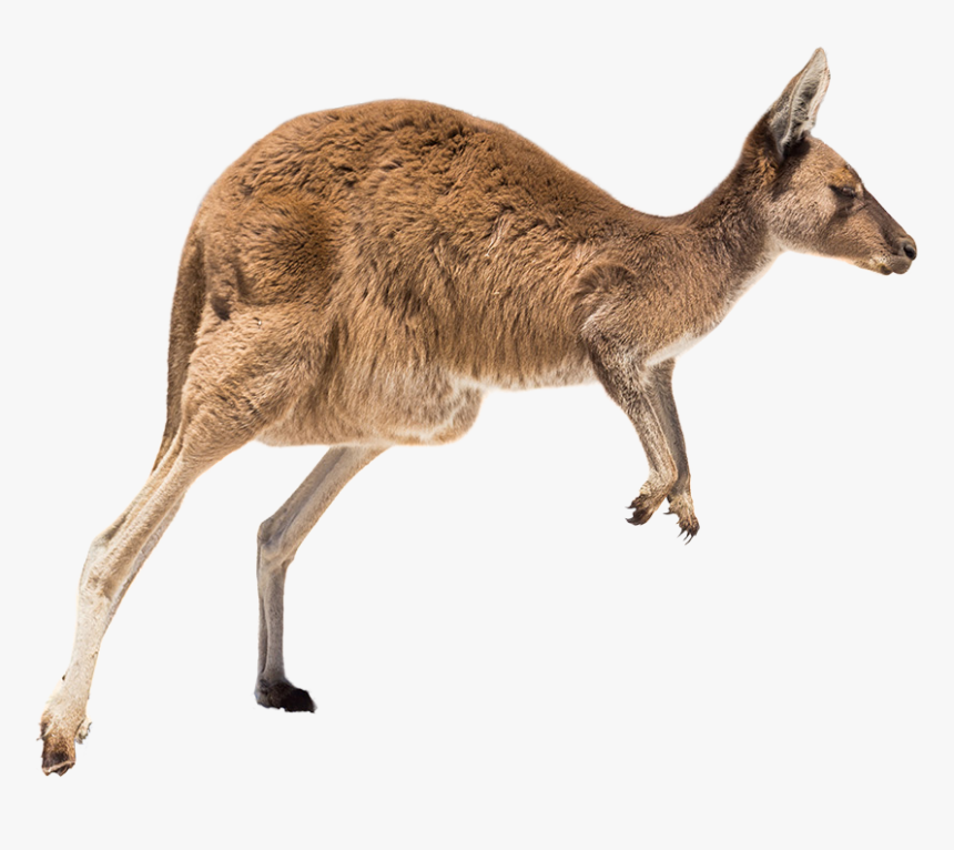 Clip Art Kangaroo Running - Kangaroo New Zealand, HD Png Download, Free Download