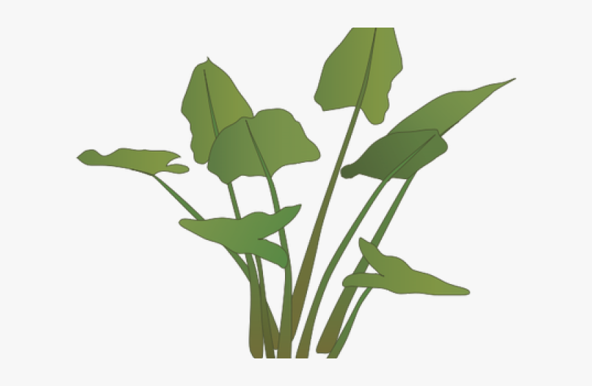 Transparent Wetland Png - Riparian Plant Species, Png Download, Free Download