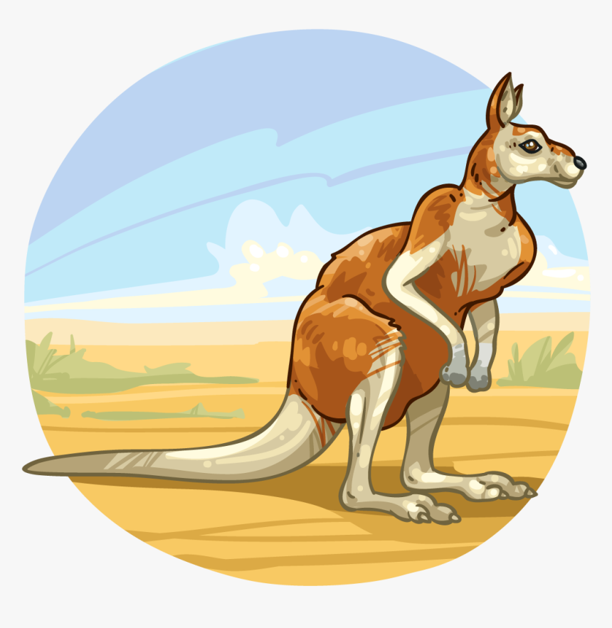 Kangaroo, HD Png Download, Free Download