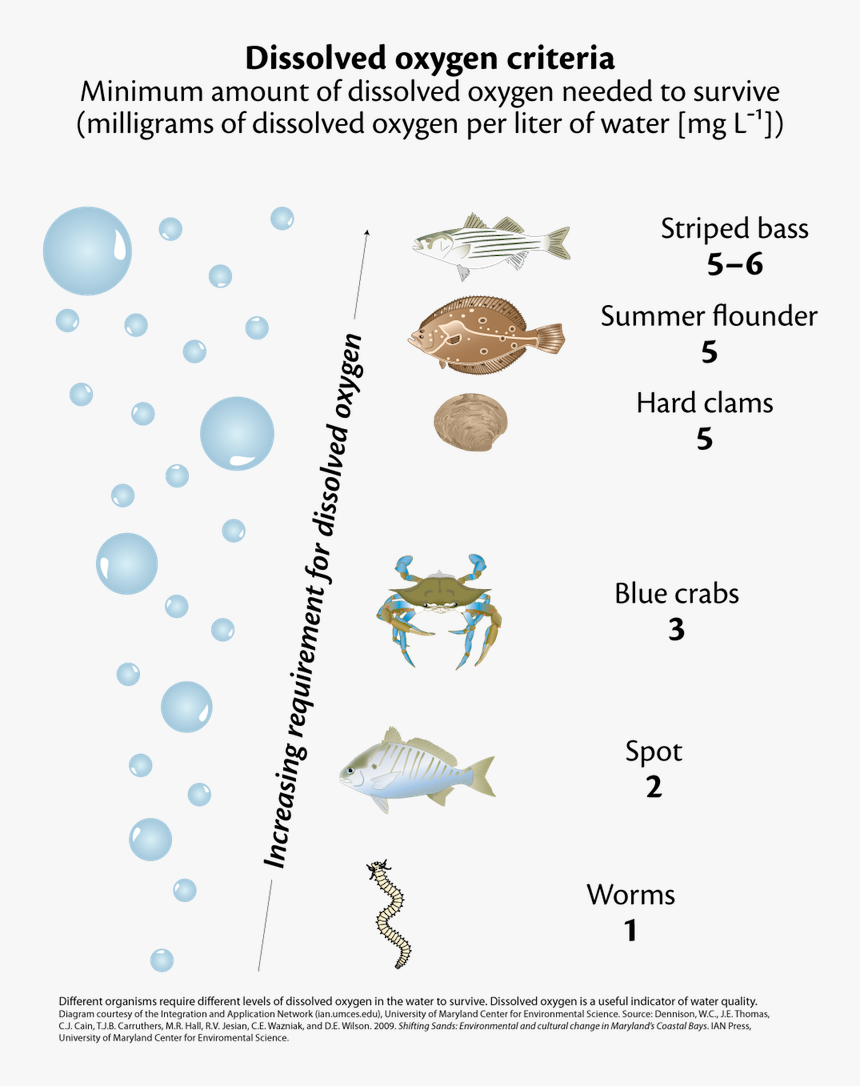 Water Fish Dissolved Oxygen, HD Png Download, Free Download