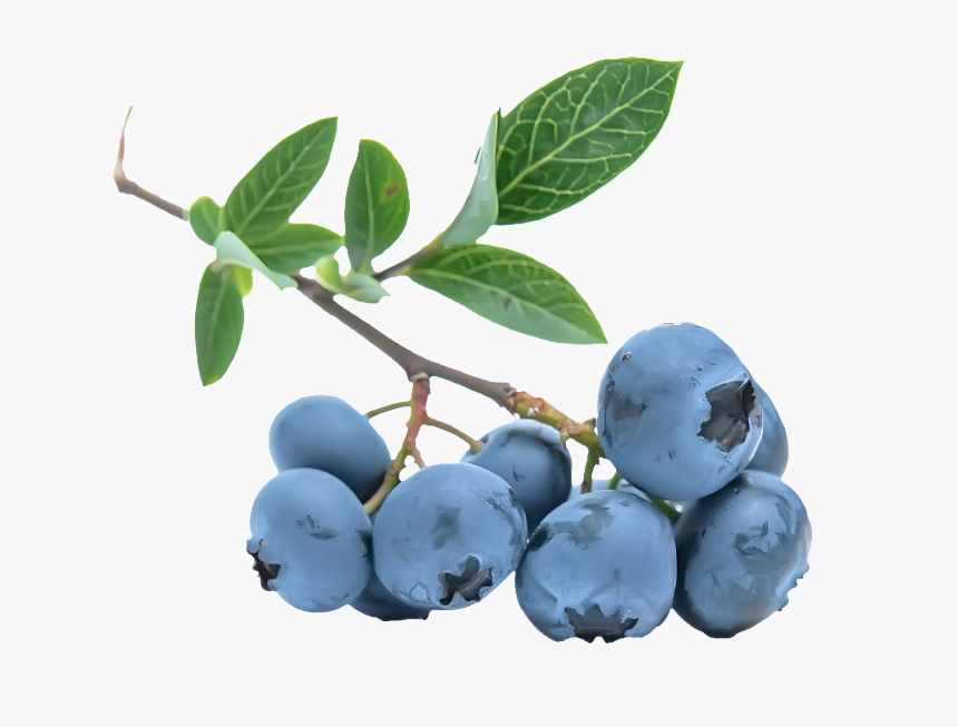 Blueberries Png - Blue Berries With Transparent Backgrounds, Png Download, Free Download