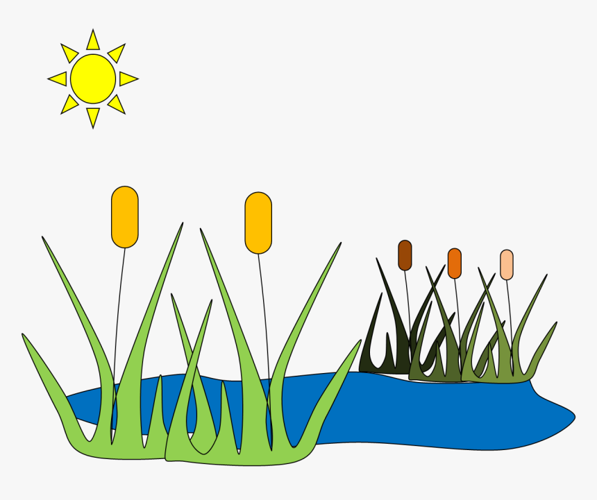 Pond Clipart Wetland - Pond Clip Art, HD Png Download, Free Download