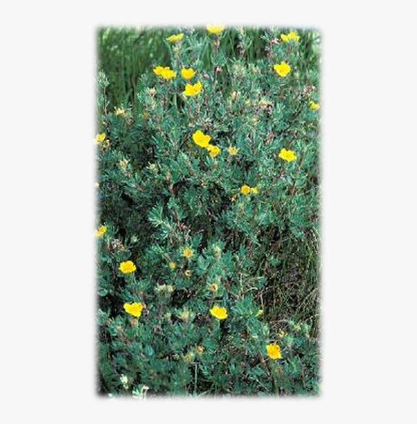 Perforate St John's Wort, HD Png Download, Free Download