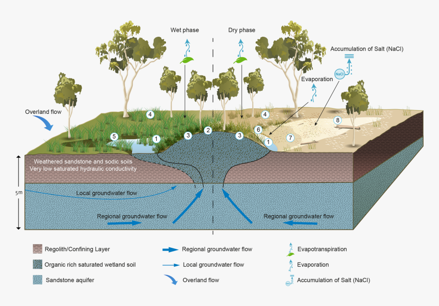 Transparent Ecosystem Clipart - Wetland Ecosystem Wetland Diagram, HD Png Download, Free Download