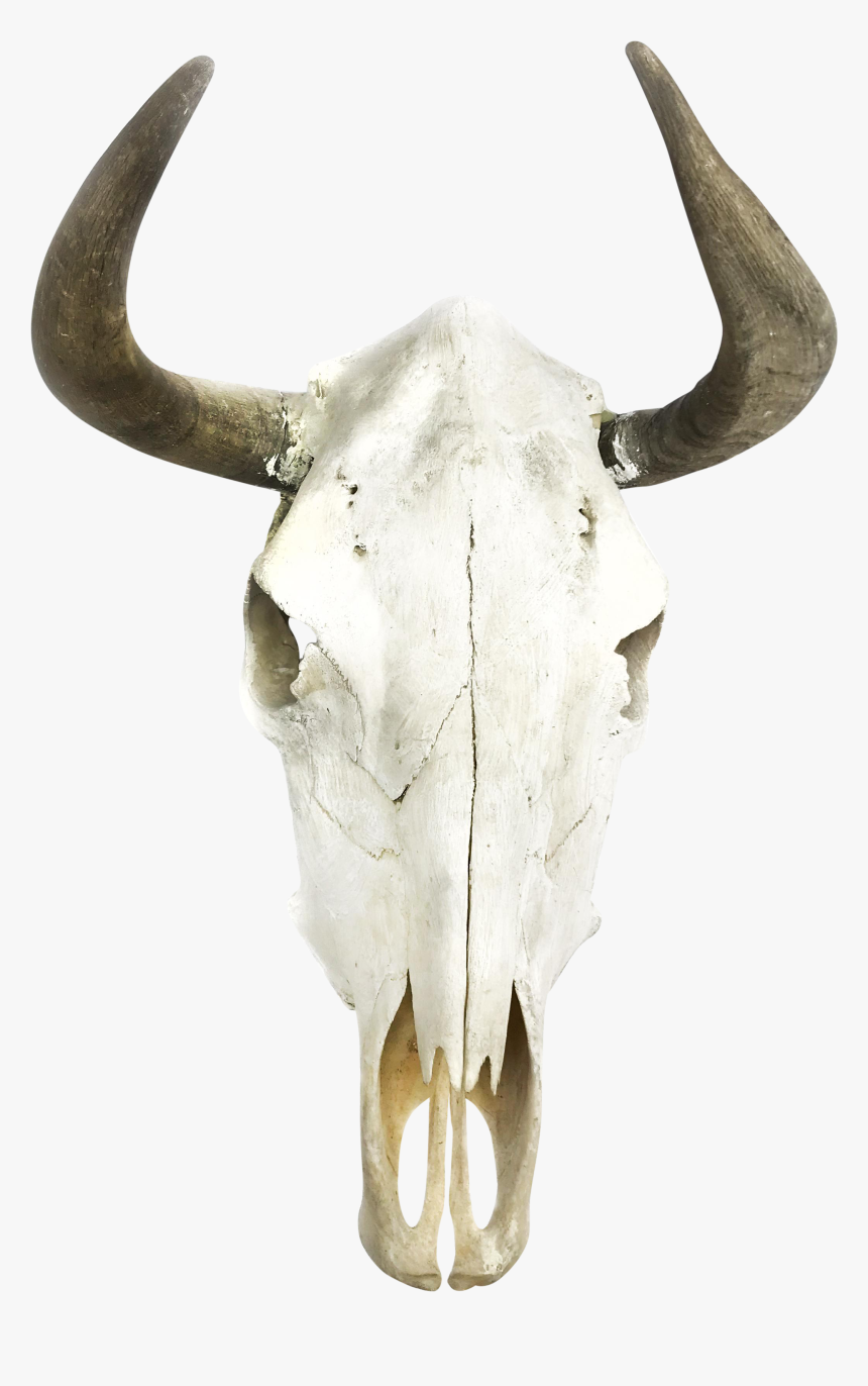 Vintage Taxidermy Bull Horns - Bull Head Wall Transparent, HD Png Download, Free Download