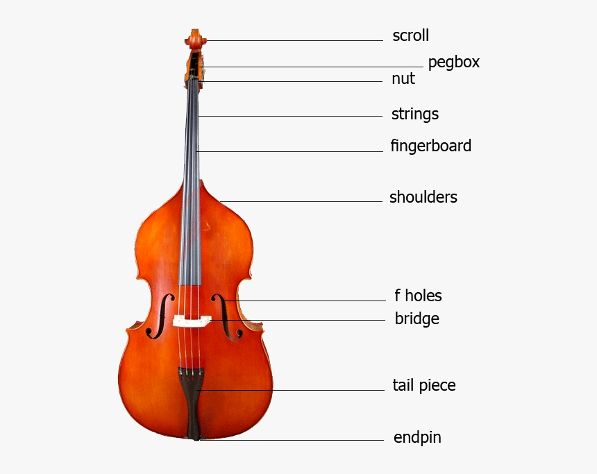 Double Bass Parts , Png Download - Parts Of The Instrument Double Bass, Transparent Png, Free Download