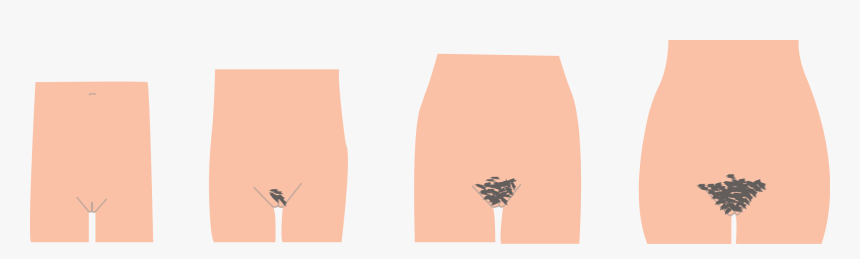 Pubic Hair Png - Puberty Hair Png, Transparent Png, Free Download