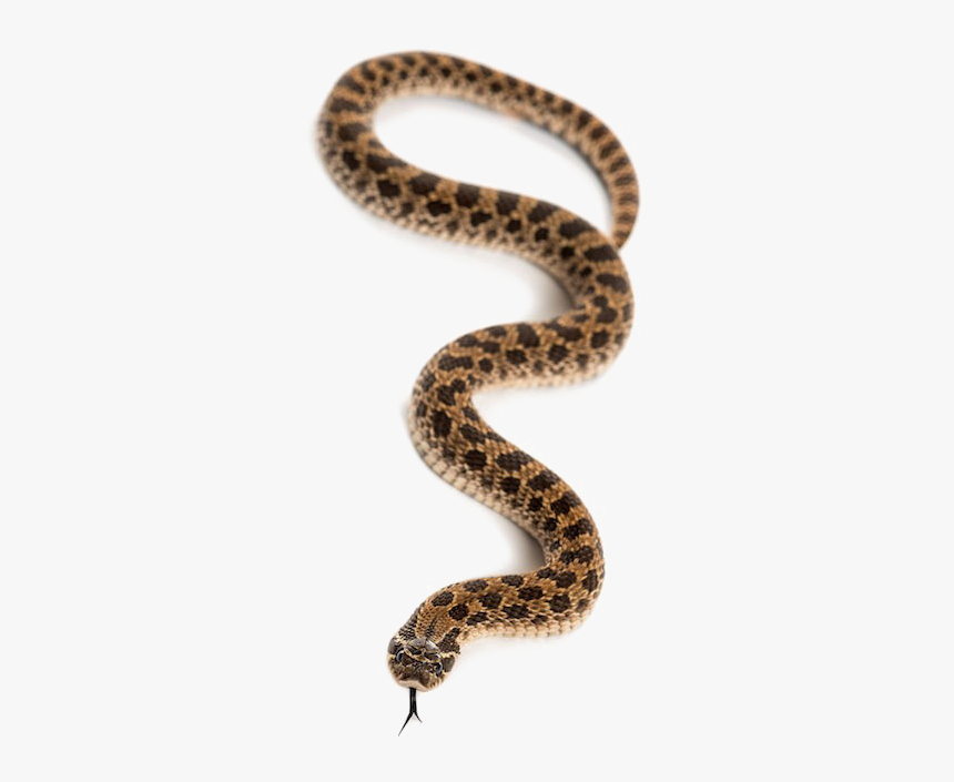 Snake Transparent Images - Hognose Png, Png Download, Free Download