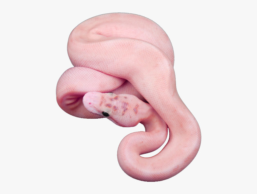 Snake, Animal, And Pink Image - Snake Aesthetic Png, Transparent Png, Free Download