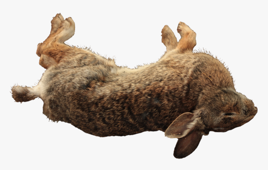 Transparent Dead Rat Png - Dead Rabbit Transparent, Png Download, Free Download