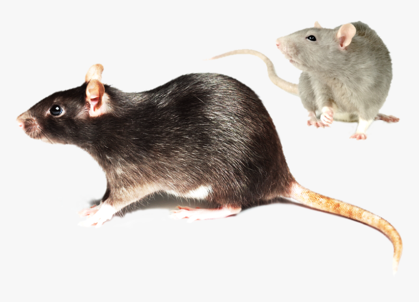 ”rat - Guillotine Mouse Trap, HD Png Download, Free Download
