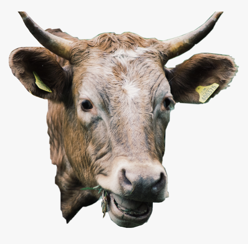 #cow #animal #cute #cattle #livestock #freetoedit - Bull, HD Png Download, Free Download