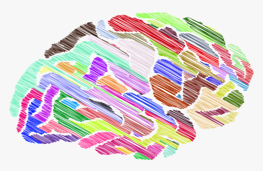 Brain, Mind, Thinking, A, I, Ai, Anatomy - Cerebro Colorido Png, Transparent Png, Free Download