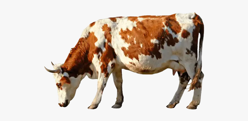 #ftestickers #cute #cow #farm #animal - Cow Psd File, HD Png Download, Free Download