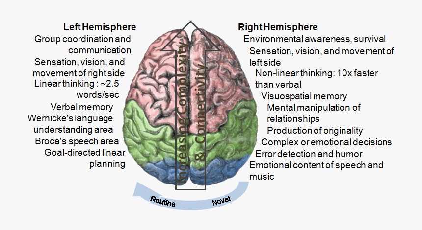 Hemisphere Laterization - Localization Of Language In Brain, HD Png Download, Free Download