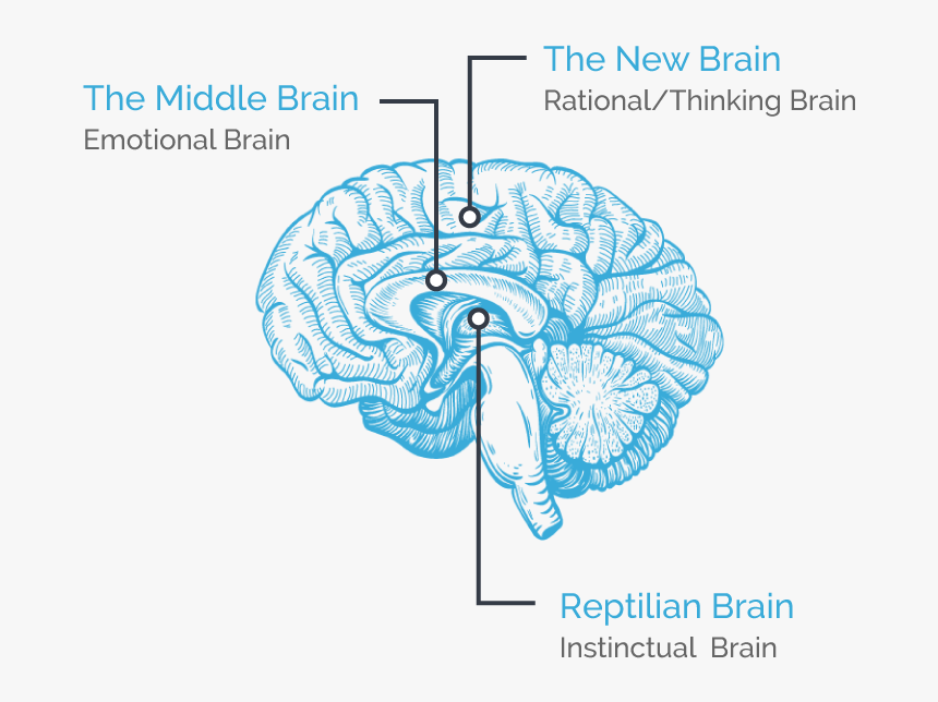 Slow brain