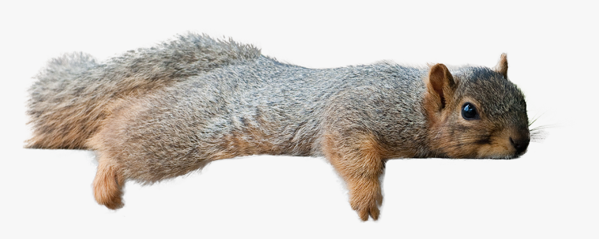 Squirrel Laying Down, HD Png Download, Free Download