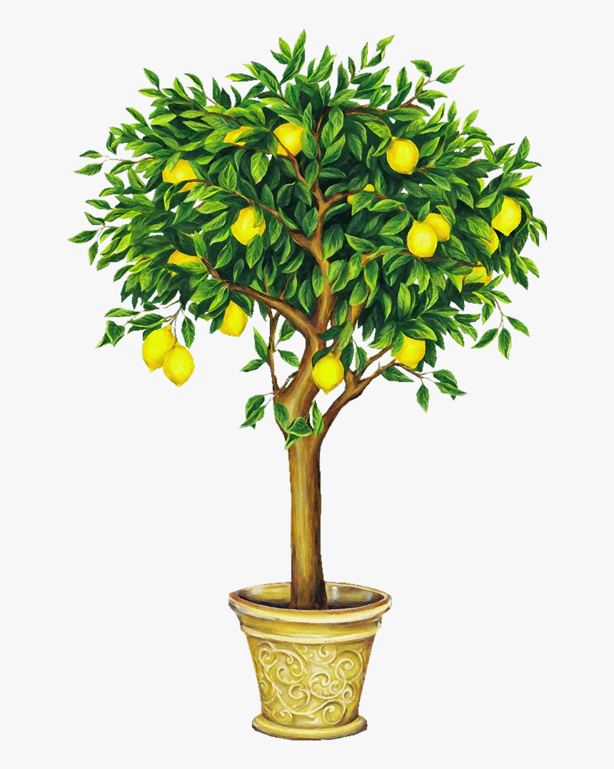 Lemon Tree Song In Chinese - Lemon Tree Png, Transparent Png, Free Download