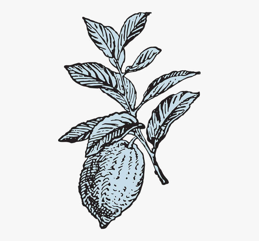 Lemon, Lemon Tree, Fruit, Citrus, Tree, Orchard, Summer - Lemon Graphic Black And White Png, Transparent Png, Free Download