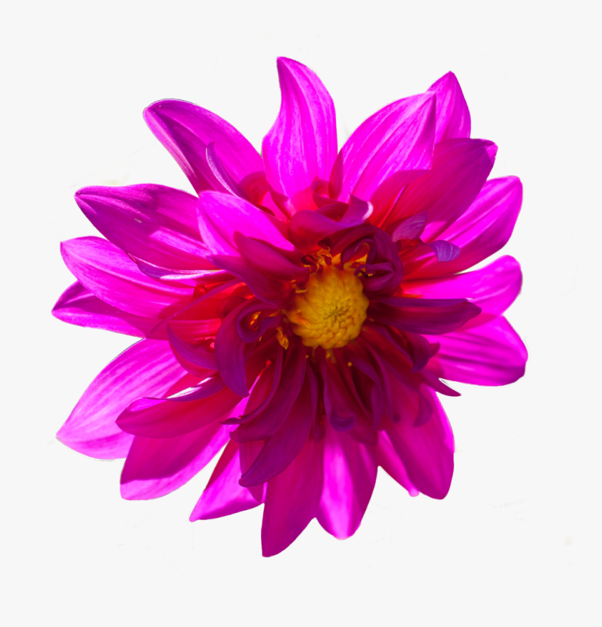 Dark Pink Flower Png By Alz Stock And Art-d7zttbs - Dark Pink Flower Png, Transparent Png, Free Download