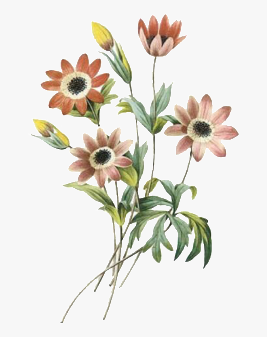 Elegant Dark Flower Hand Painted Chrysanthemum - Pencil Colour Drawing Cosmos Flowers, HD Png Download, Free Download