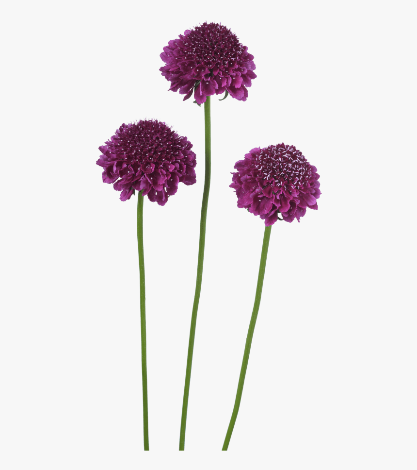 Scabiosa Atropurpurea Focal Dark Purple, HD Png Download, Free Download