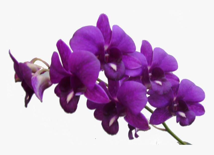Purple Flowers Png, Transparent Png, Free Download