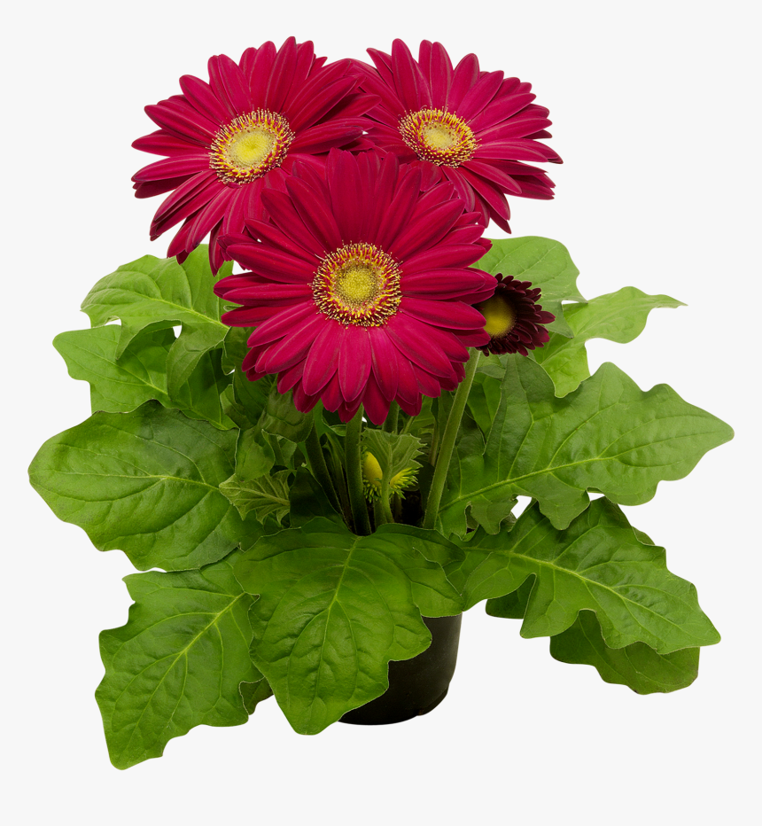 Barberton Daisy, HD Png Download, Free Download