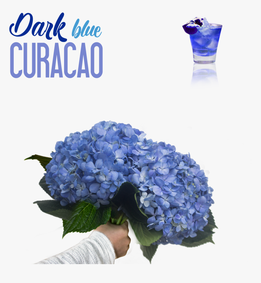Hydrangea, HD Png Download, Free Download