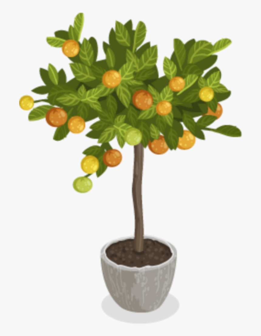 #momio Lemon Tree 😍🍋🌳 - Houseplant, HD Png Download, Free Download
