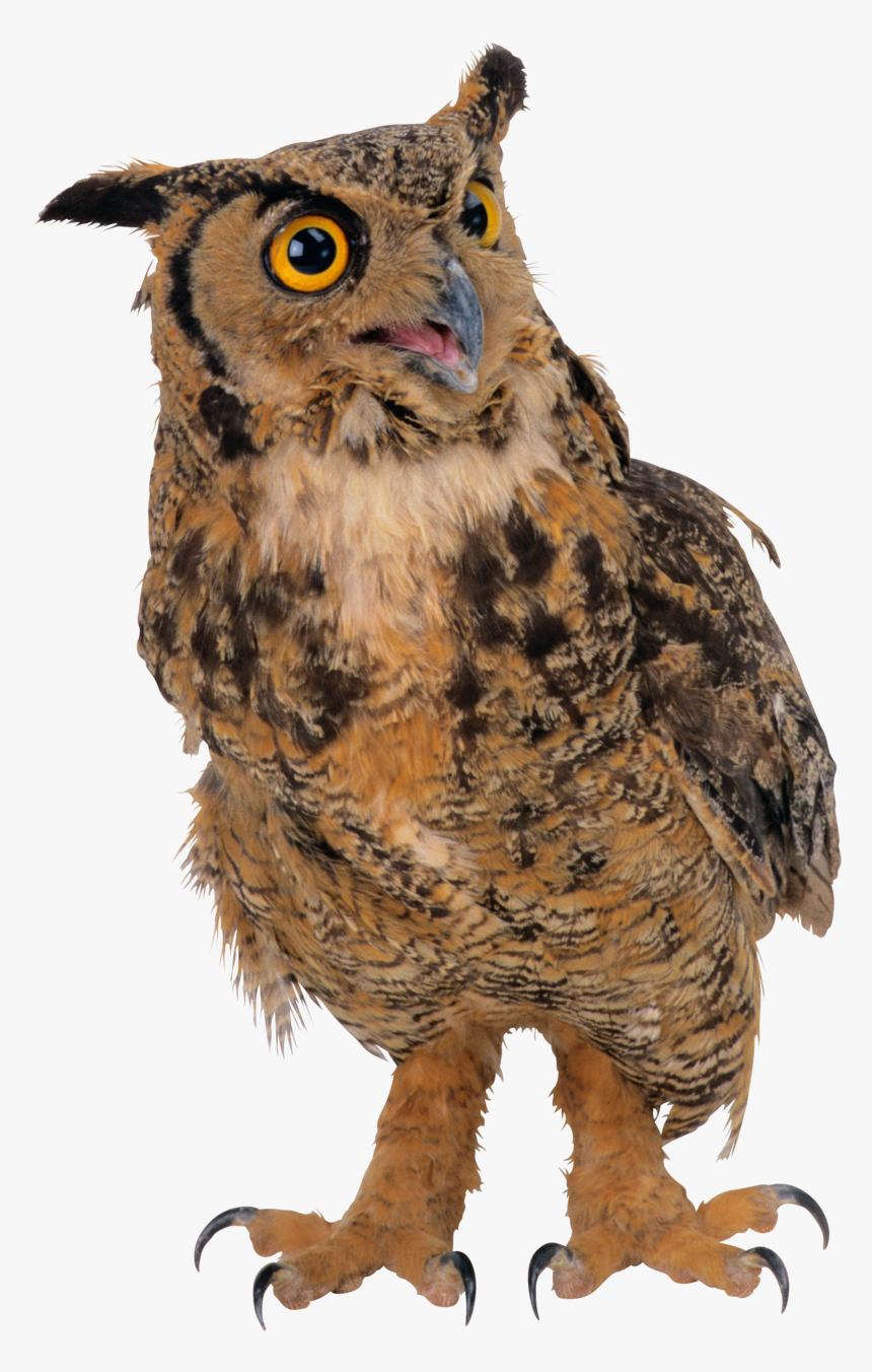 Owl Background Owls Transparent - Hibou Détouré, HD Png Download, Free Download