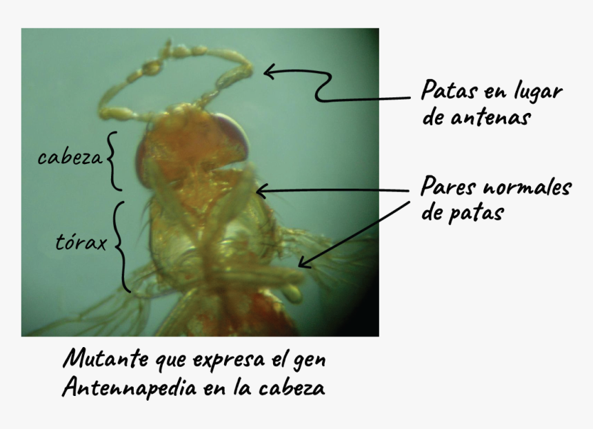 Transparent Mosca Png - Ant, Png Download, Free Download