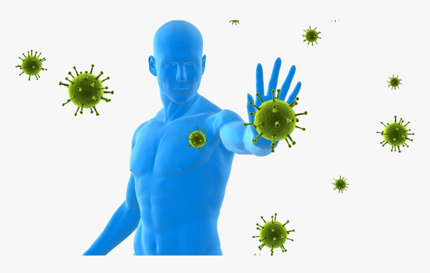 Immune System , Png Download - Boost Immune System, Transparent Png, Free Download