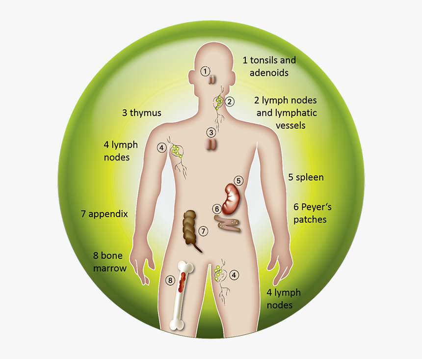 Immune System, HD Png Download, Free Download