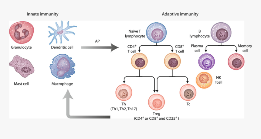 Major Cell Subsets Of The Innate And Adaptive Immune - Immune System Mechanism Adaptive, HD Png Download, Free Download