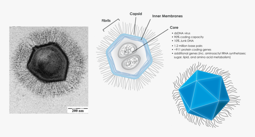 Immune System Png - Mimivirus, Transparent Png, Free Download