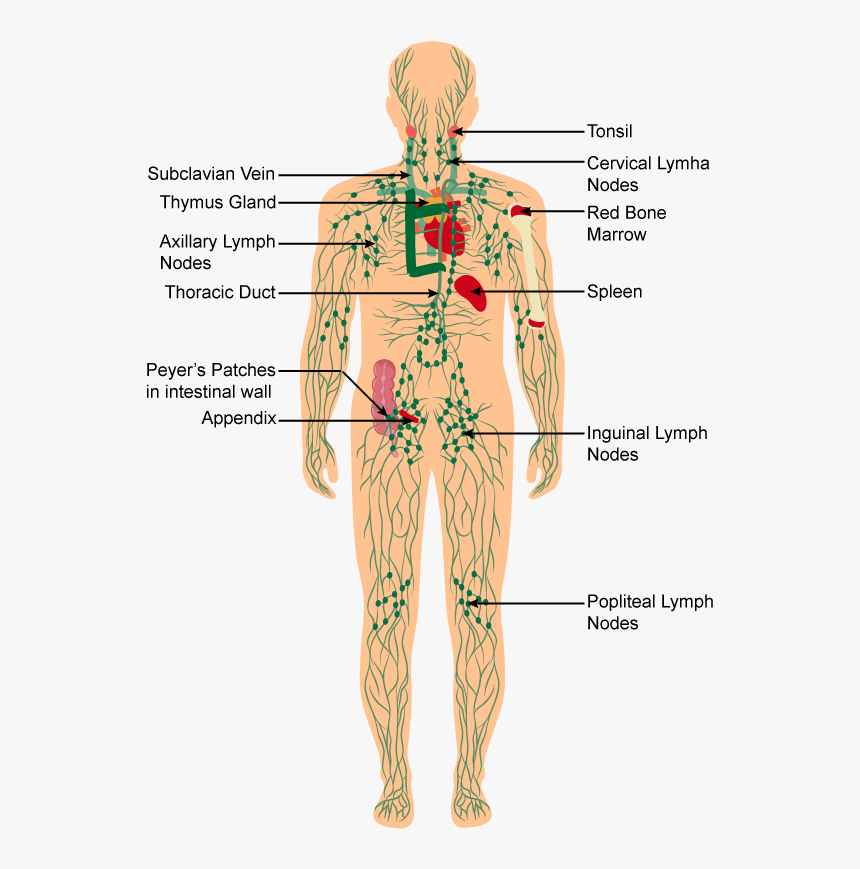 Human Body Immune System Diagram, HD Png Download, Free Download