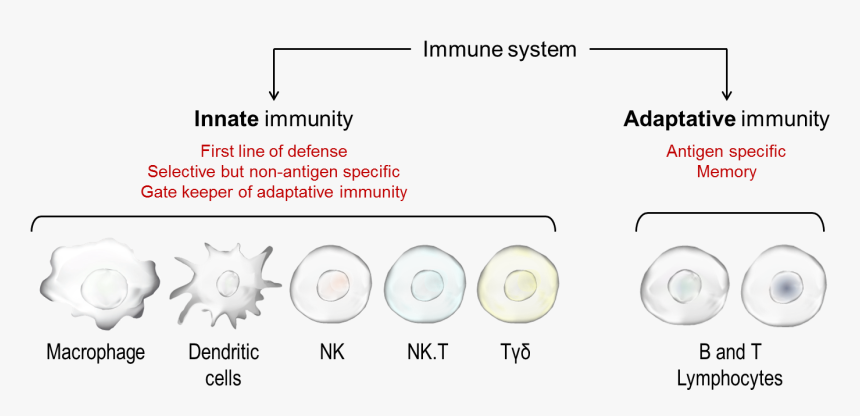 Transparent Immune System Png - Concept Map Adaptive Immunity, Png Download, Free Download