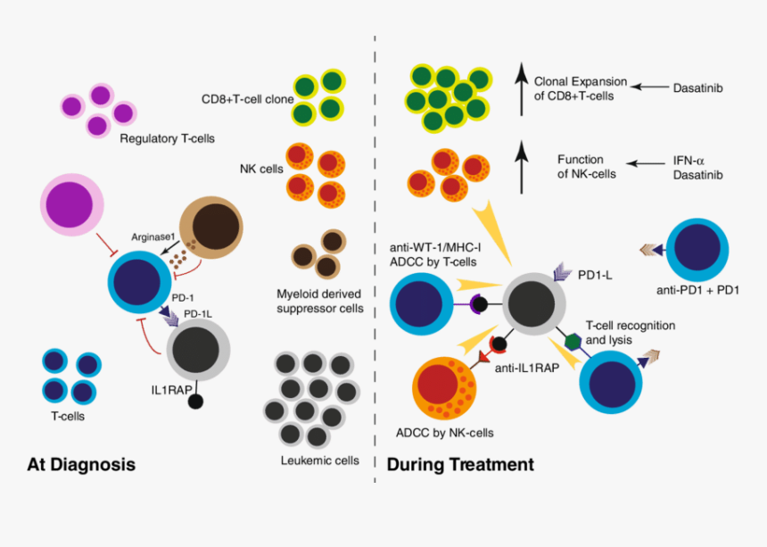 At Diagnosis The Function Of The Immune System Is Impaired - Circle, HD Png Download, Free Download