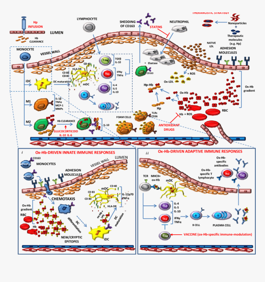 Schematic Representation Of Endothelial Dysfunction - Endothelial Dysfunction Atherosclerosis Immuno, HD Png Download, Free Download