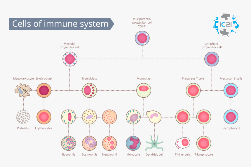 Immune Cells In The Human Body, HD Png Download, Free Download