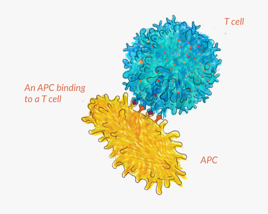 Tcells-image - Floral Design, HD Png Download, Free Download